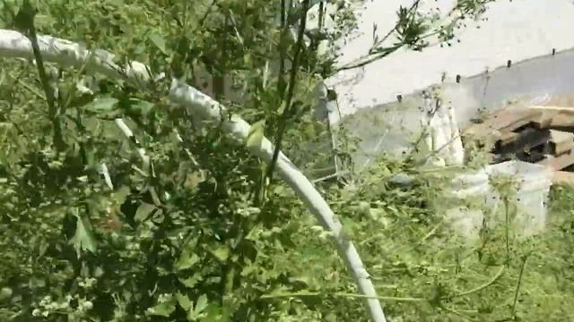 Our garden update and permaculture future смотреть онлайн