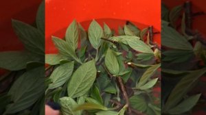 Черенкование метельчатой гортензии