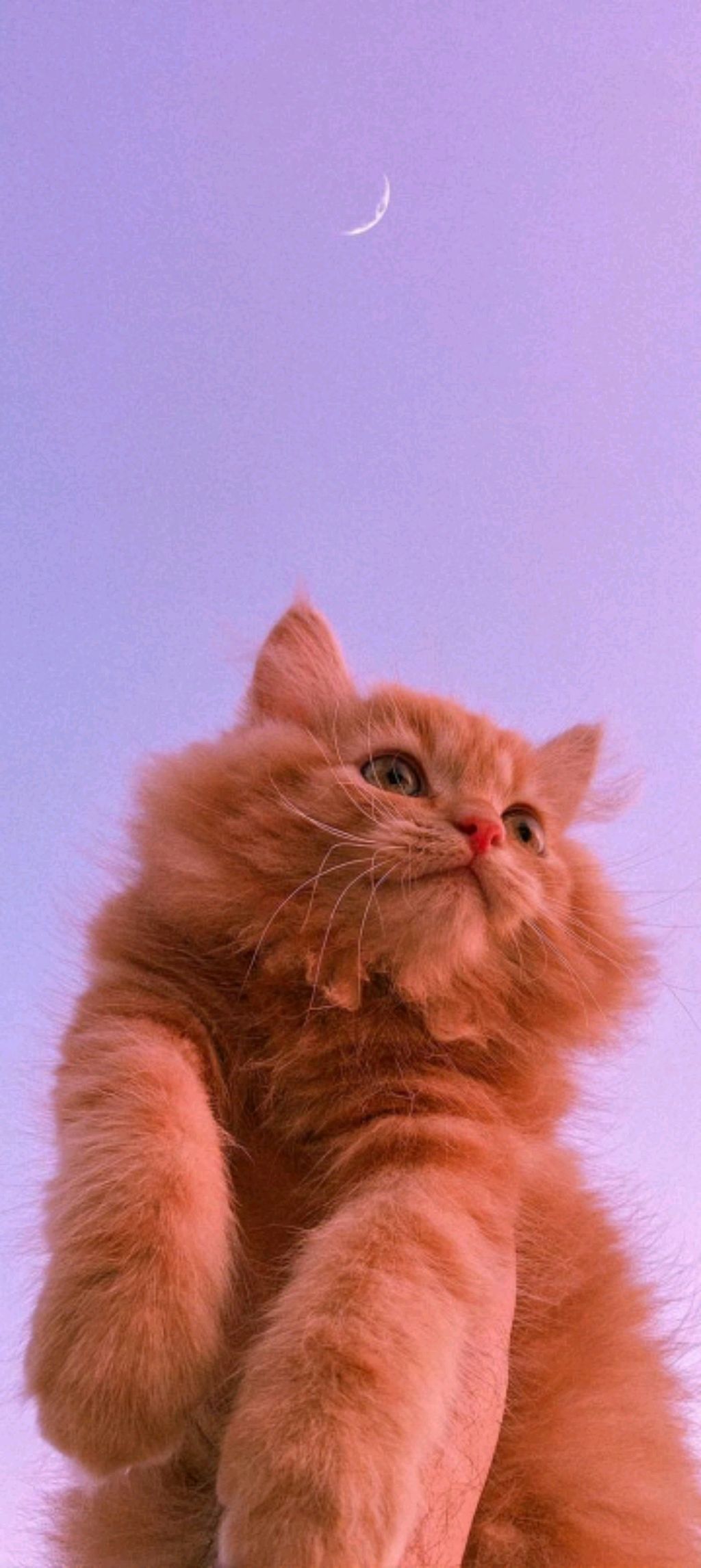 трансляция Вероники плей Тиви смотреть онлайн