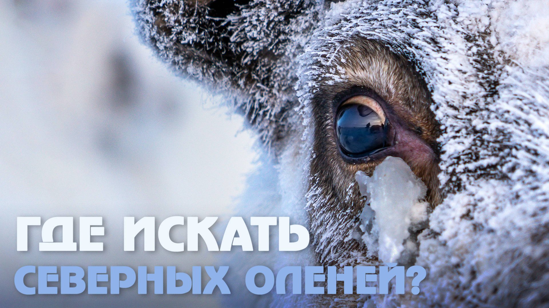 Интересные факты о северных оленях