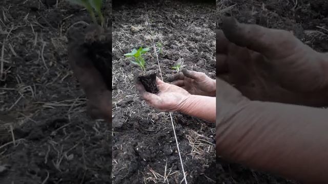 Посадка перца смотреть онлайн