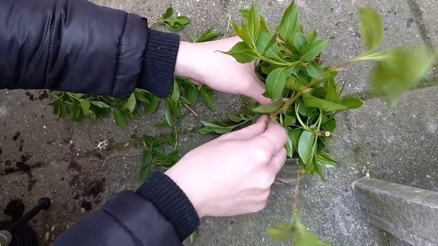 How to Propagate Forsythia in Water from Cuttings смотреть онлайн