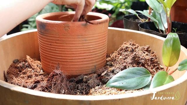 How to Propagate Philodendron Dwarf Rojo/Red Congo смотреть онлайн