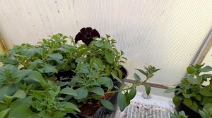 Тумбелина Джулиана, новинки цветут!