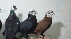 16.02.2025г Голуби Влада ст. Новотитаровская 👍