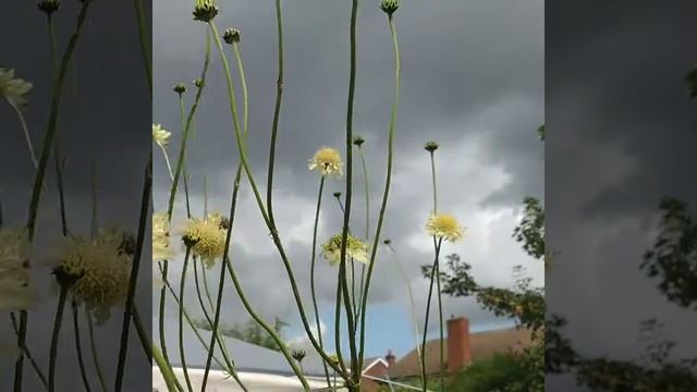 Many different species of #bee on Tatarian Cephalaria blossoms. смотреть онлайн