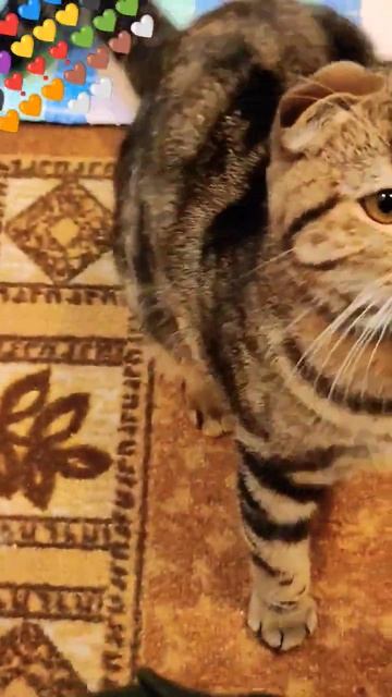 #shorts #животные #топ #лайк #друг #кошки #подпишись #котенок #киса #пушистики #друзья #красота смотреть онлайн