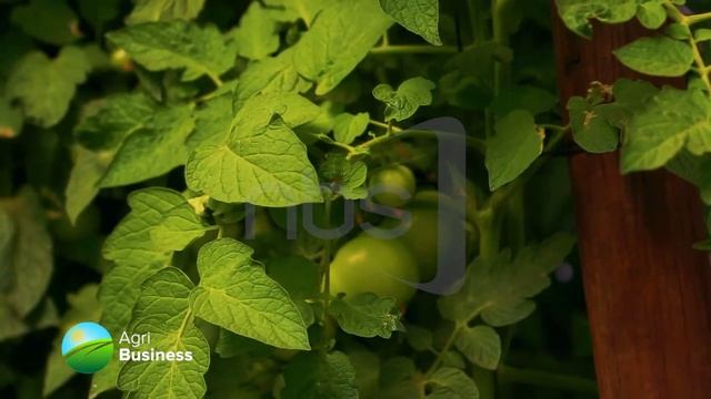 The New Tomato Variety: A Guide to Cultivating for Profit| NBS Agribusiness смотреть онлайн