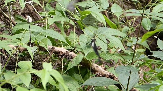 フルHDでムビる01012 徹底したラブ攻略はオナガアゲハ？ onagaageha смотреть онлайн