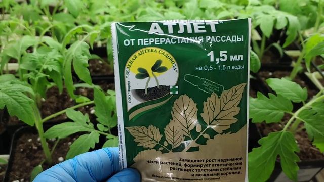Препарат Атлет , применение на рассаде томатов .