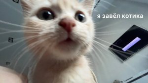 Самое Милое Видео (стоит ли заводить котика？)