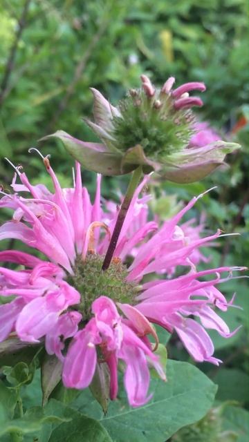 Монарда двойчатая розовая #short #shorts #monarda #perennials смотреть онлайн