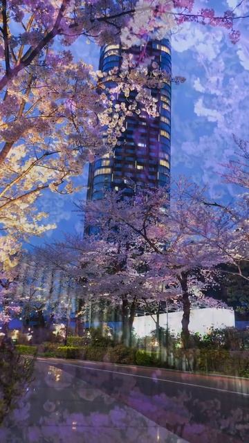 最浪漫「夜櫻」點燈就在六本木｜吉田社長 Japan TV #shorts смотреть онлайн