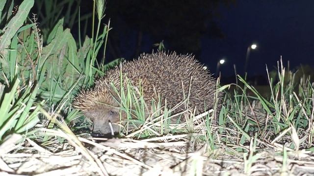 Ёжик прыгает в траве // Hedgehog Jumping In The Grass *moto 40 Main #hedgehog