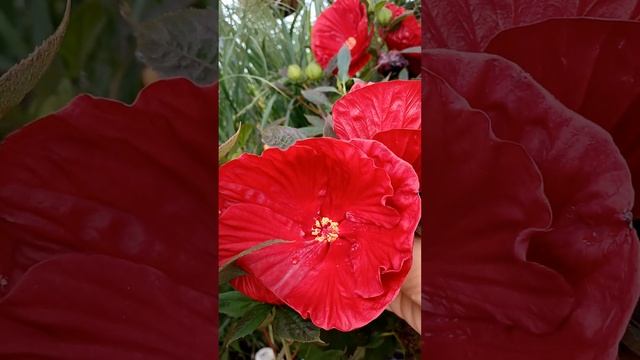 674# HIBICOS CRANBERRY CRUSH♥️♥️♥️ смотреть онлайн