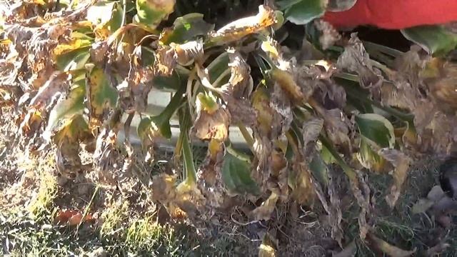 Pruning/Deflowering Plants смотреть онлайн