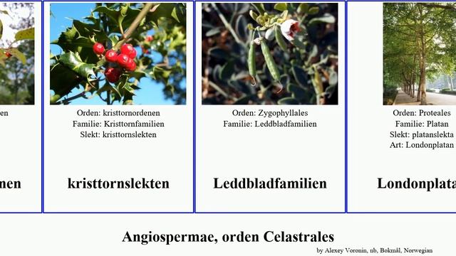 Angiospermae, orden Celastrales pan lotus pepper josh angiosperms vinifera svart Cephalotaceae смотреть онлайн
