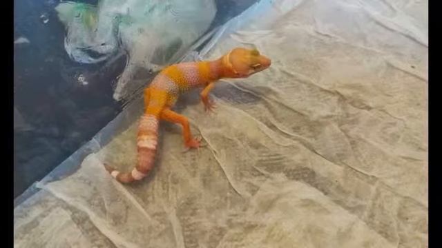 leopard geckos (any gess what morths) смотреть онлайн