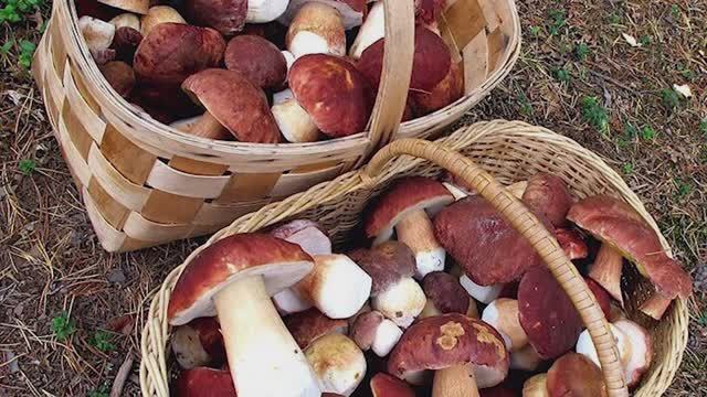 Только для грибанутых, лучшее поздравление с 8 марта, слабонервным не смотреть-грибной мир Селигера.