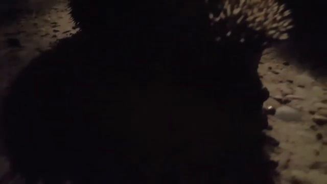 Ёжик в городе. смотреть онлайн