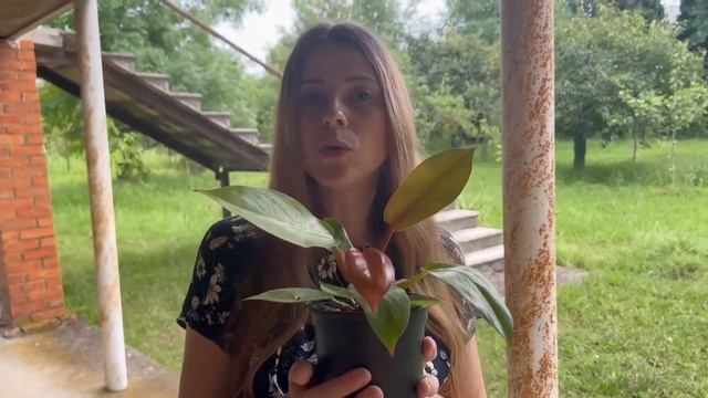 Philodendron Prince of Orange | Pflanzenpflege 1x1 смотреть онлайн