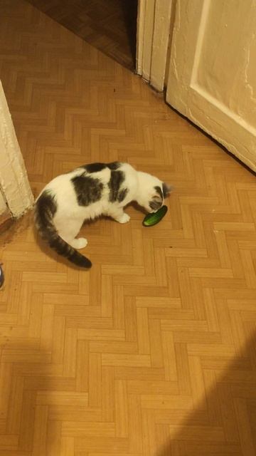 у нас кошка не боится огурца смотреть онлайн