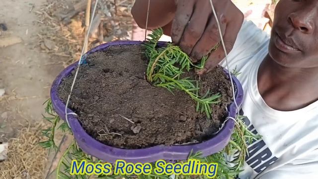 How to grow Moss Rose //Portulaca // Moss // Rose #DurgaSoren //Basiyam Baha//Beautiful Portulaca смотреть онлайн