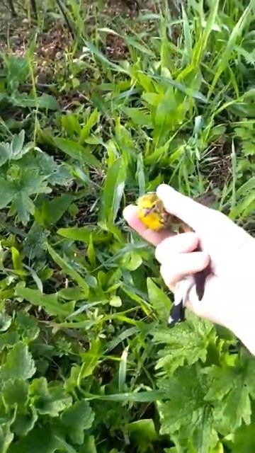 Хорошо что вовремя заметил оказывается попался канареечный вьюрок смотреть онлайн