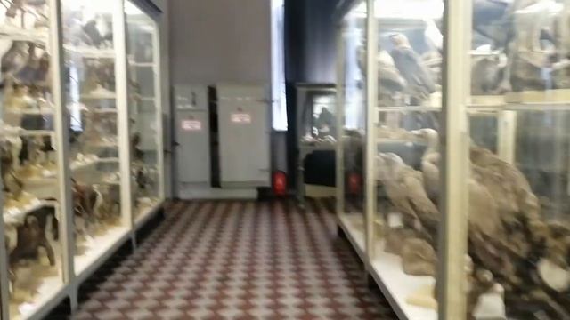 Зоологический музей 29.08.2020 смотреть онлайн