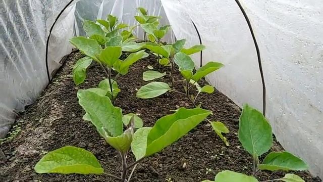 26 мая 2019г. ОГОРОД У МАМЫ смотреть онлайн