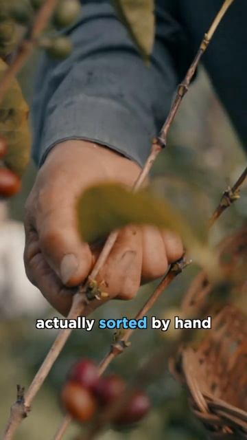 What is a Coffee Peaberry? смотреть онлайн