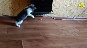 Котик живчик