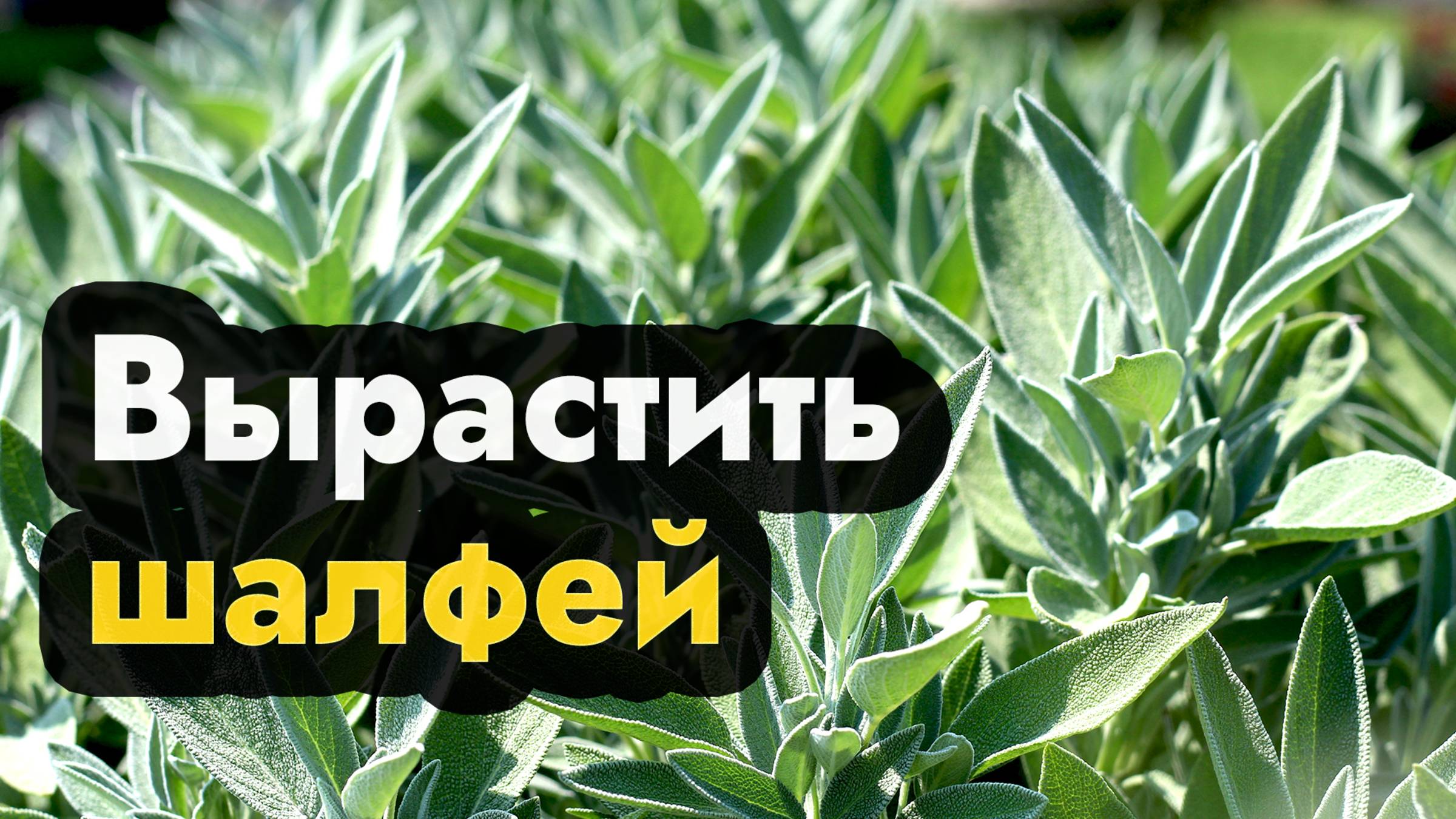 Выращивание шалфея рассадой из семян - как вырастить шалфей лекарственный, пикировка, высадка смотреть онлайн