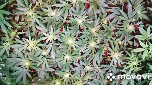 Gorilla-glue смотреть онлайн
