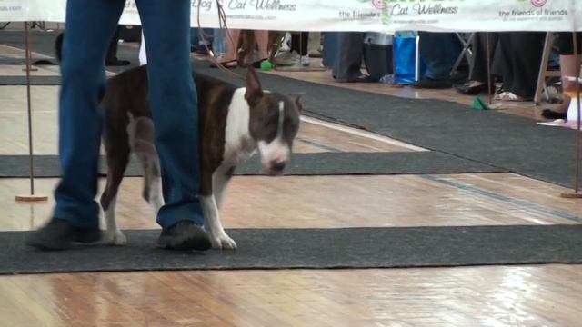 DogShow 2011/08/07 part12 смотреть онлайн