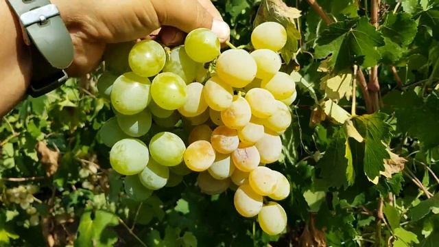 Виноград КЕША