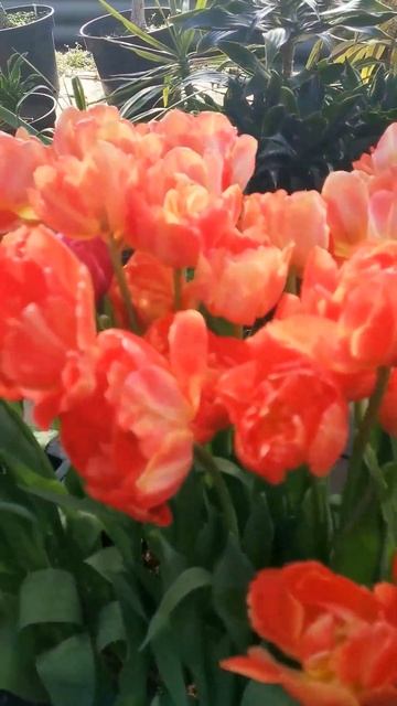 Красивые тюльпаны, гиацинты распустились в Волжском ботаническом саду смотреть онлайн