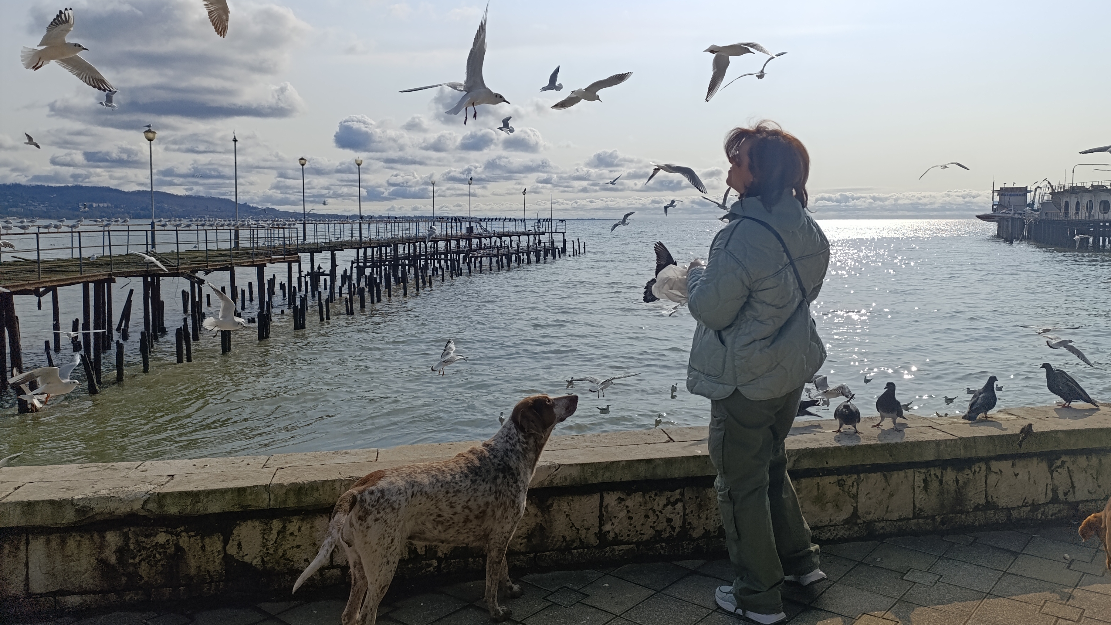 Кормили чаек на набережной Сухума смотреть онлайн
