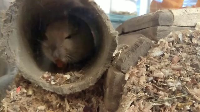 Микки мило грызет тыкву | Gerbils. Funny pets смотреть онлайн