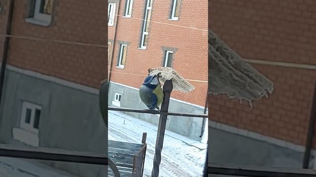 К нам лазоревка прилетела 😃 кушает сало 👍 смотреть онлайн