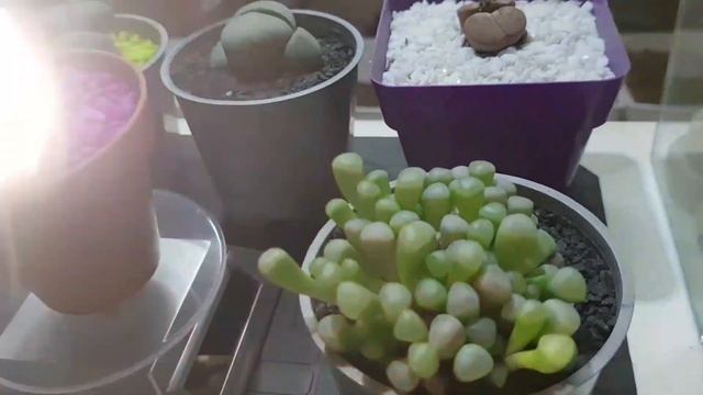 LAS PLANTAS MÁS SUCULENTAS DEL MUNDO (PLEIOSPILOS NELII RUBRA / FENESTRARIA / LITHOPS ) смотреть онлайн