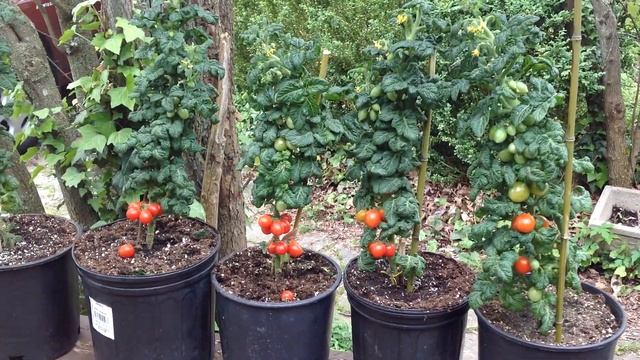 Curly Kaley Dwarf Tomato. So Much Fun To Grow! смотреть онлайн