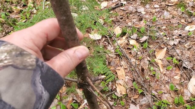 A Simple Way to Identify A White Pine смотреть онлайн