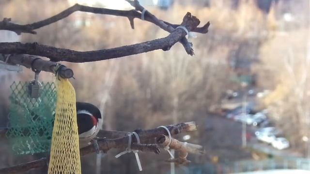 Birds 2021-10-26 13:13 смотреть онлайн