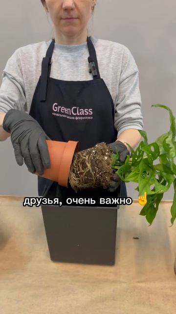 Как пересаживать монстеру после покупки? #агроном #пересадка #комнатныйцветок #замиокулькас смотреть онлайн