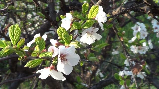 Весна... смотреть онлайн