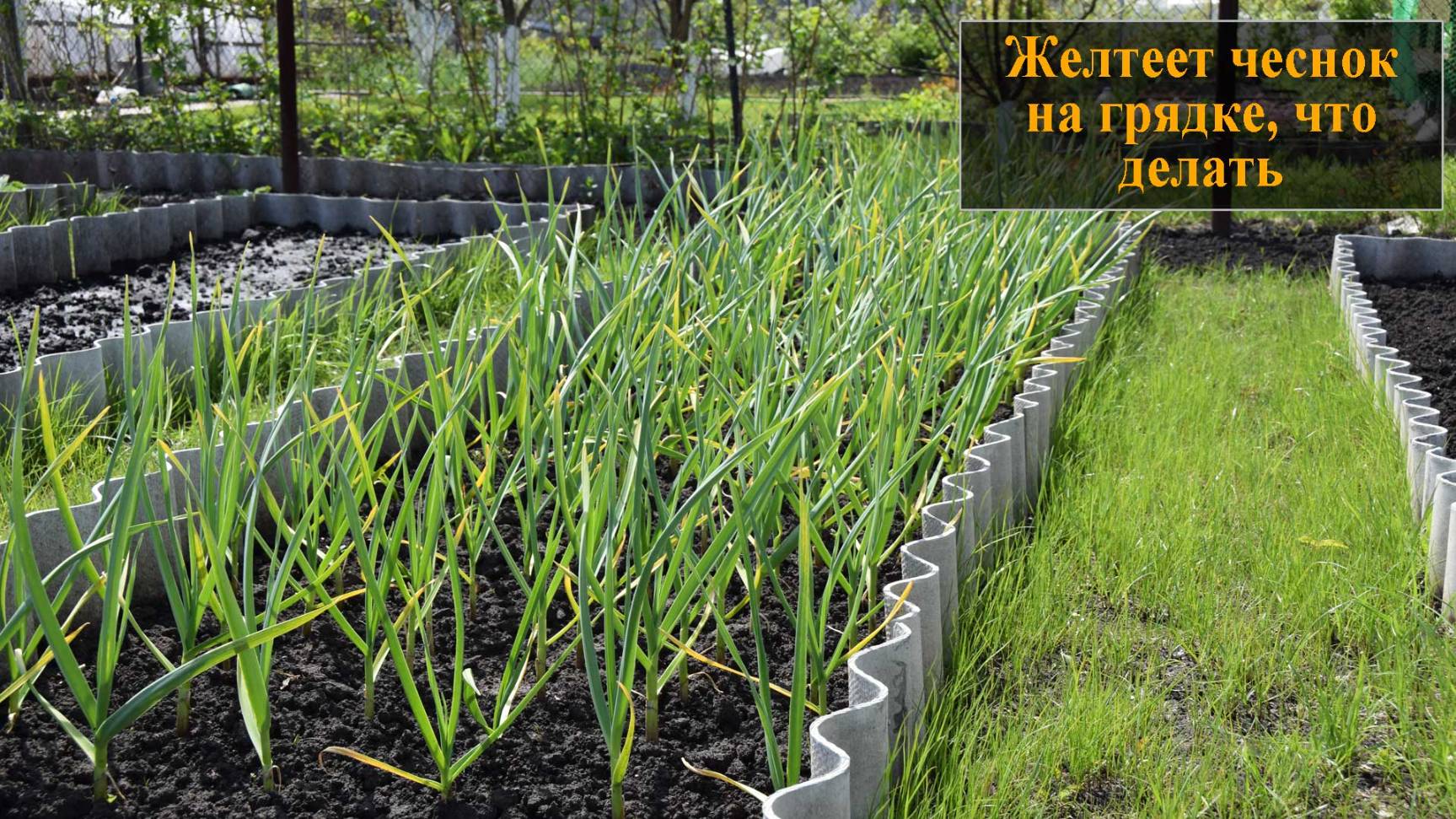 Чеснок желтеет весной что делать смотреть онлайн
