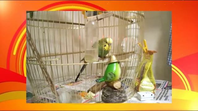 Кузя попугай / Ирин ДОМ смотреть онлайн