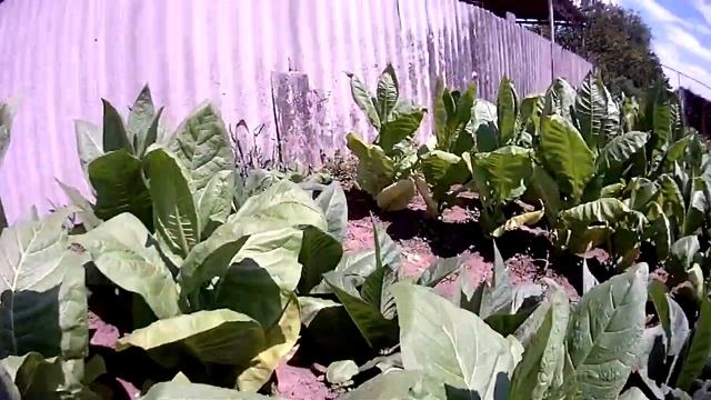 Табак на 6.07.2017 смотреть онлайн