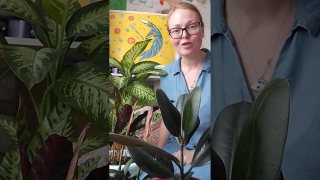 Испания, экзотические растения! моя любимая среда! смотреть онлайн